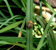 Cyptocephala