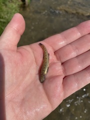 Etheostoma nigrum