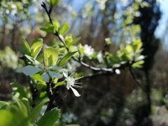 Prunus ursina