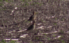 Oreopholus ruficollis