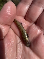 Etheostoma nigrum