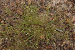 Eriachne melicacea