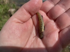 Etheostoma nigrum