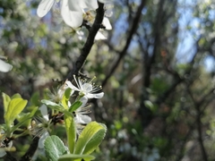 Prunus ursina