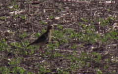 Oreopholus ruficollis