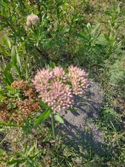 Pluchea microcephala