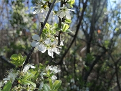 Prunus ursina