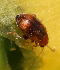 Epitrix hirtipennis