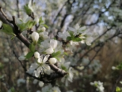 Prunus ursina