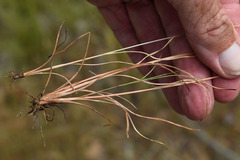 Fimbristylis tetragona