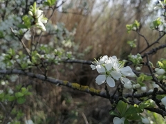Prunus ursina