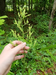 Lactuca canadensis