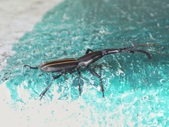 Claeoderes radulirostris