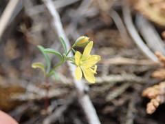 Hesperolinon bicarpellatum