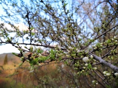 Prunus ursina