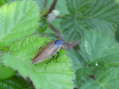 Ectobius erythronotus