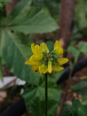 Securigera securidaca