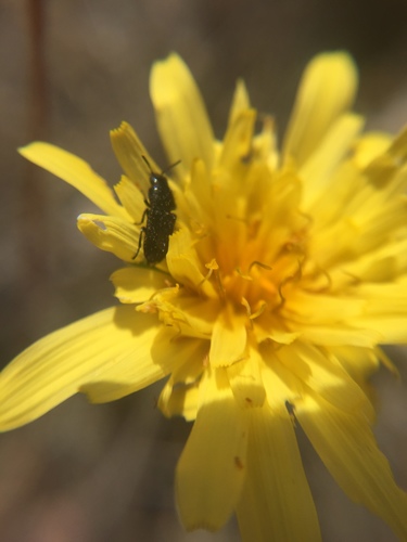 iNaturalist observation photo of Cucujiform Beetles