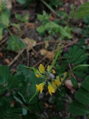 Securigera securidaca