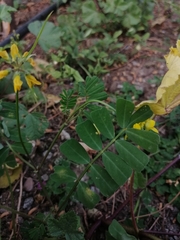 Securigera securidaca