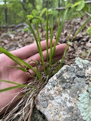 Dichanthelium linearifolium werneri