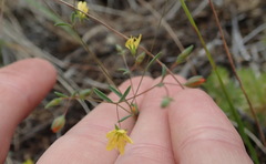 Hesperolinon bicarpellatum