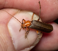 Pacificanthia consors