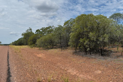 Acacia leptostachya