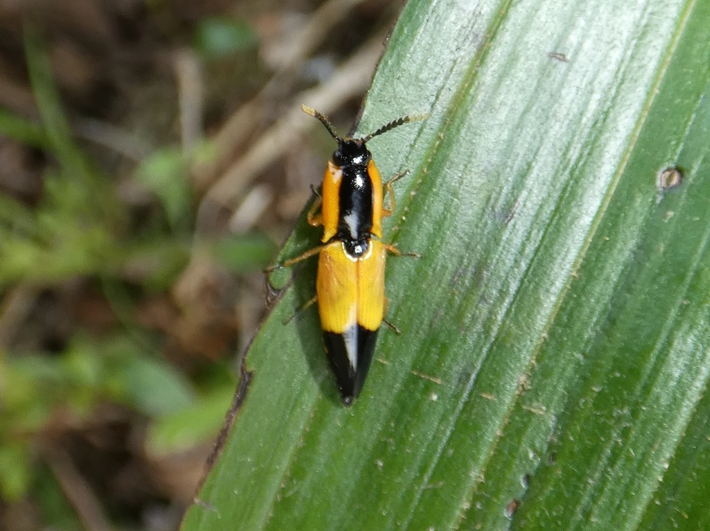 Semiotus chontalenus