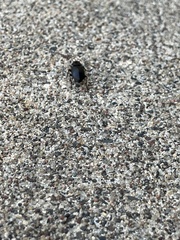 Carabidae