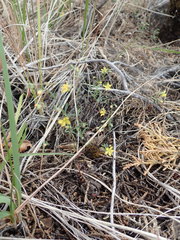 Hesperolinon bicarpellatum