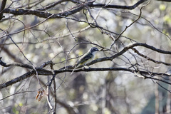 Vireo solitarius