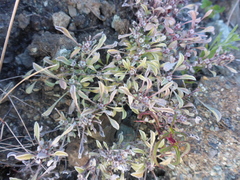 Hesperevax sparsiflora