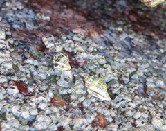 Paciocinebrina circumtexta