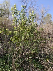 Sambucus racemosa racemosa