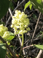 Sambucus racemosa racemosa