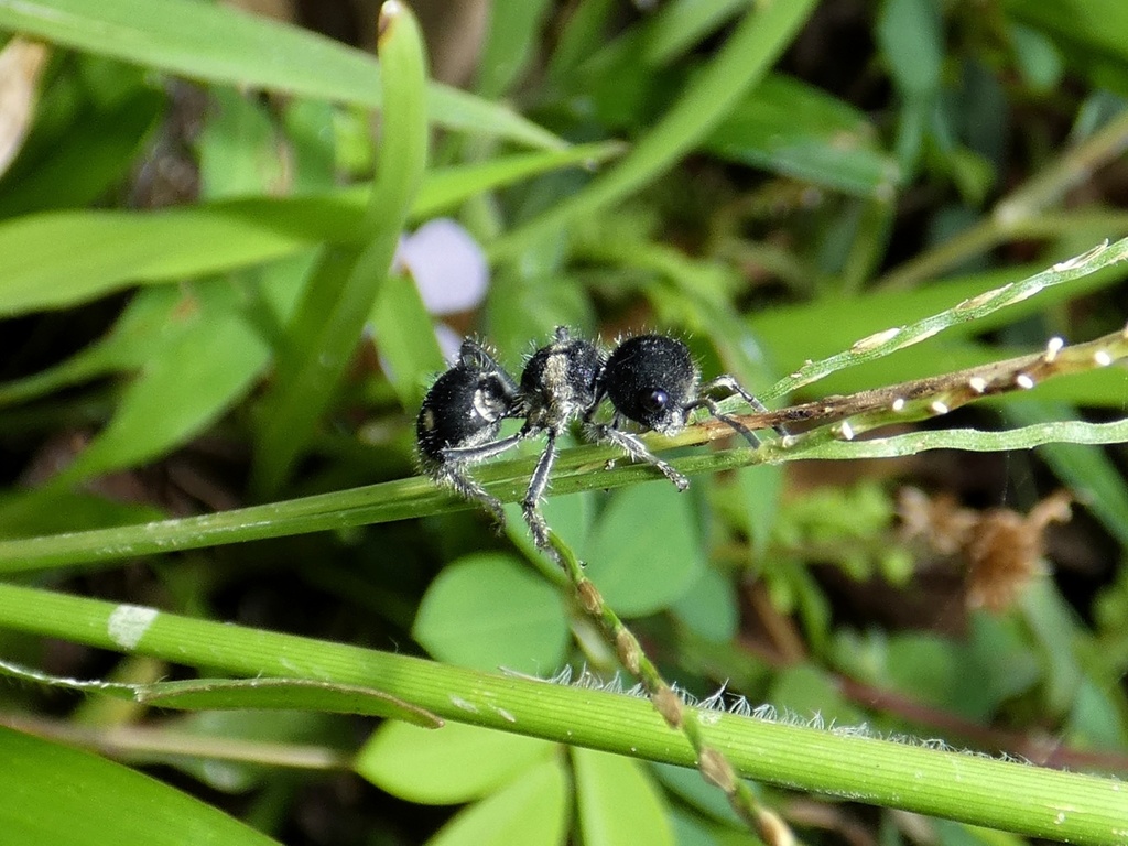 Pappognatha panamensis