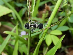 Pappognatha panamensis