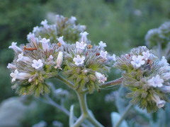 Eriodictyon traskiae