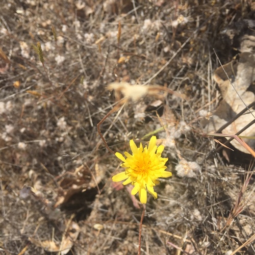 iNaturalist observation photo of Lettuce, Chicory, Dandelion and Salsify Tribe