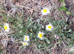 Erigeron concinnus