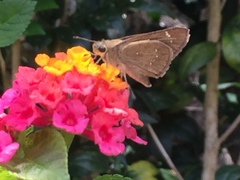 Pelopidas mathias mathias