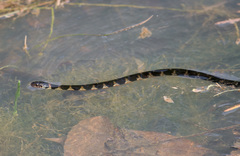 Erythrolamprus taeniogaster