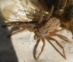 Thanatus striatus