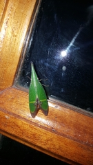 Odontoptera carrenoi