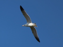 Larus armenicus