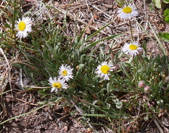 Erigeron concinnus