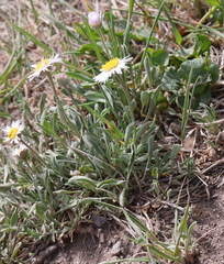Erigeron concinnus