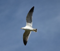 Larus armenicus