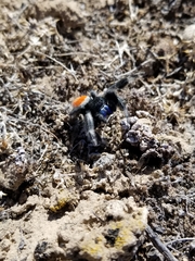 Phidippus ardens
